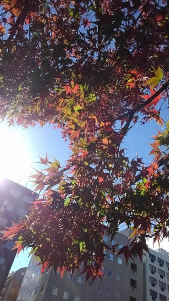 京都、、、秋、、、始めました。画像